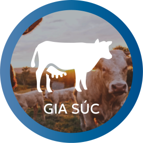 https://thienquanjsc.com/thuoc-thu-y/thuoc-thu-y-cho-gia-suc-heo-trau-bo-de-cuu/