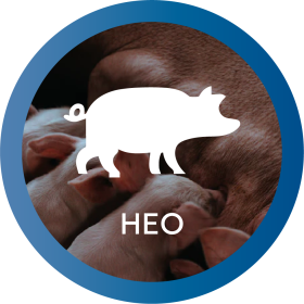 https://thienquanjsc.com/thuoc-thu-y/