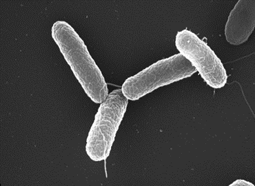 Vi khuẩn Salmonella gây bệnh thương hàn ở bò thuộc nhóm Enterobacteriaceae là trực khuẩn Gram âm, kỵ khí tuỳ nghi, không tạo bào tử, có thể di chuyển bằng roi.