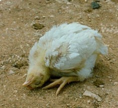 Do bị tổn thương tiểu não nên gà bị bệnh có những hành vi bất thường, gà chết do đói, mổ không trúng thức ăn Đối với gà đẻ, tỷ lệ đẻ giảm. Bệnh kéo dài vài ngày hoặc vài tuần, nếu được chăm sóc tốt gà có thể khỏi bệnh tuy nhiên gà sẽ mắc di chứng thần kinh trong một thời gian dài.