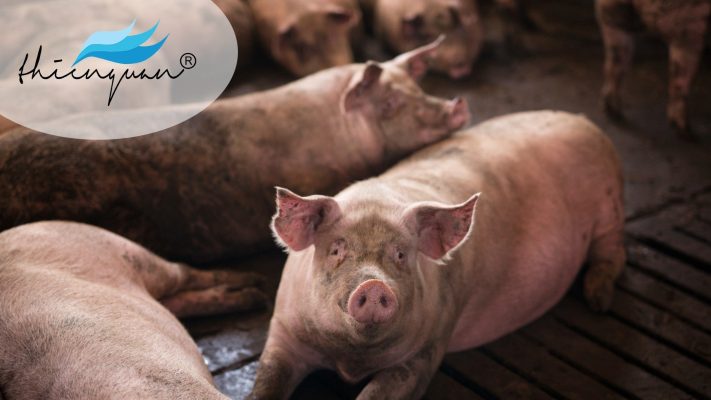 Các trường hợp cúm heo đầu tiên xuất hiện ở Mỹ và Châu Âu sau đại dịch cúm ở con người vào năm 1918. Các nhà khoa học đã chứng minh rằng virus cúm H1N1 ở heo có mối liên hệ chặt chẽ với cúm ở người. Trong số bốn type virus A, B, C, và D, type cúm A đóng vai trò quan trọng trong bệnh trên heo.