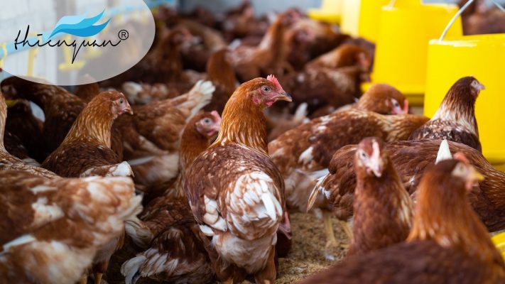 Viêm thanh khí quản truyền nhiễm là một bệnh nguy hiểm đối với các loại gia cầm vì khả năng lây lan nhanh và gây thiệt hại lớn. Bệnh làm cản trở gà hô hấp, khó thở, nghẹt thở dẫn đến tử vong. Để biết cách phòng ngừa, xử lý và điều trị bệnh viêm thanh khí quản truyền nhiễm Thiên Quân mời bà con tham khảo bài viết sau đây để hiểu rõ hơn.