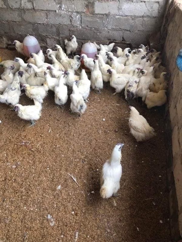 Gà Ác: phổ biến ở các tỉnh miền nam. Da, thịt, xương, mỏ, chân đều có màu đen thường là thực phẩm dùng chung với thuốc để bồi bổ. Gà ác phát dục sớm từ 110 – 120 ngày đã cho trứng 70 – 80 trứng/ năm.