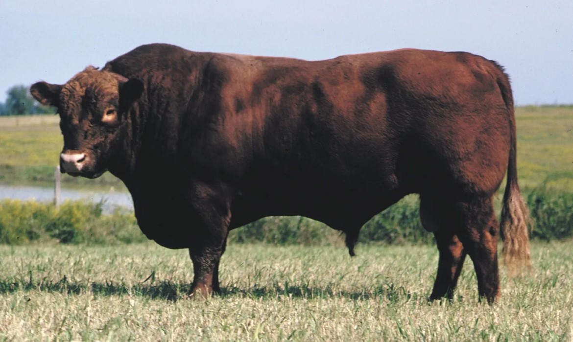 Bò Angus: là giống bò có nguồn gốc từ Scotland có 2 màu lông đen (Black Angus) và đỏ (Red Angus), trong đó bò Red Angus được nuôi nhiều hơn. Thịt bò Angus có các vân mỡ nên thịt mềm và béo. Khi trưởng thành bò đực có trọng lượng từ 800 – 950 kg, bò cái từ 550 – 650 kg.